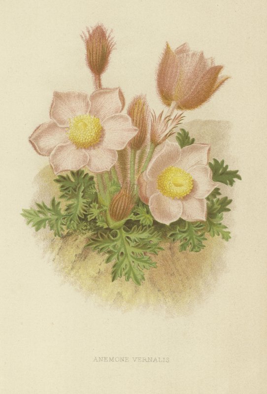 Anemone vernalis av English School