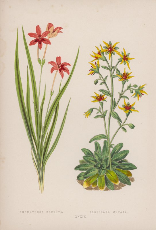 Anomatheca Cruenta; Saxifraga Mutata (färglitografi) av English School