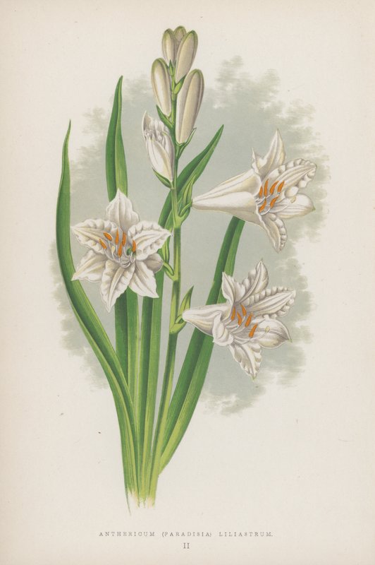 Anthericum, Paradisia Liliastrum (färglitografi) av English School