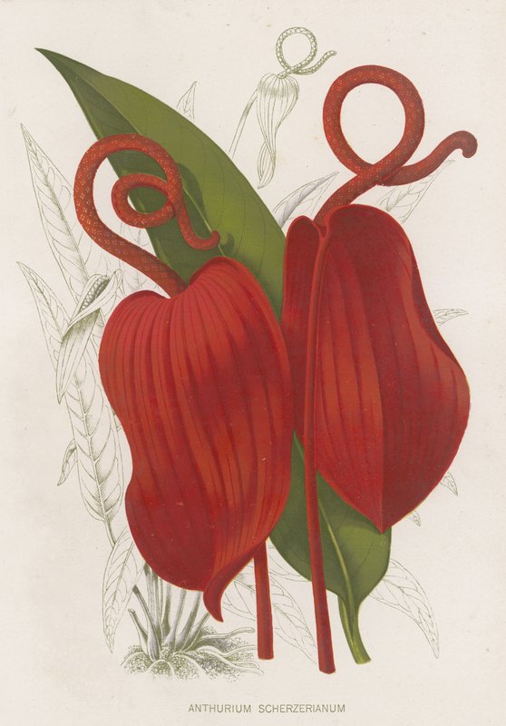 Anthurium Scherzerianum av English School