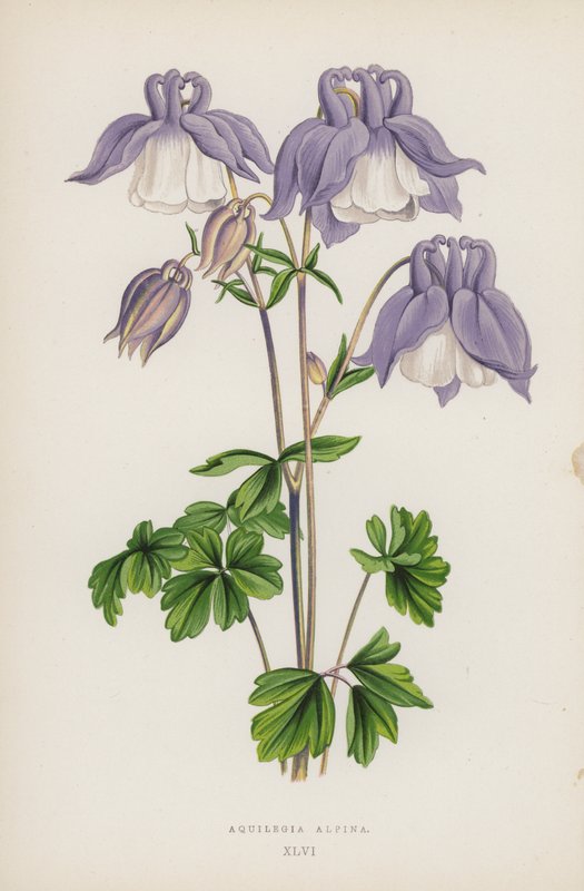 Aquilegia Alpina (färg litho) av English School