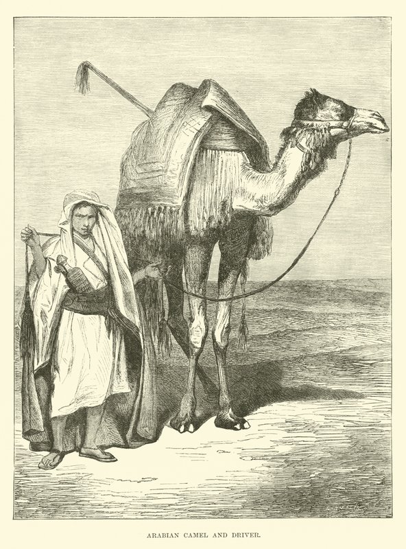 Arabisk kamel och chaufför av English School