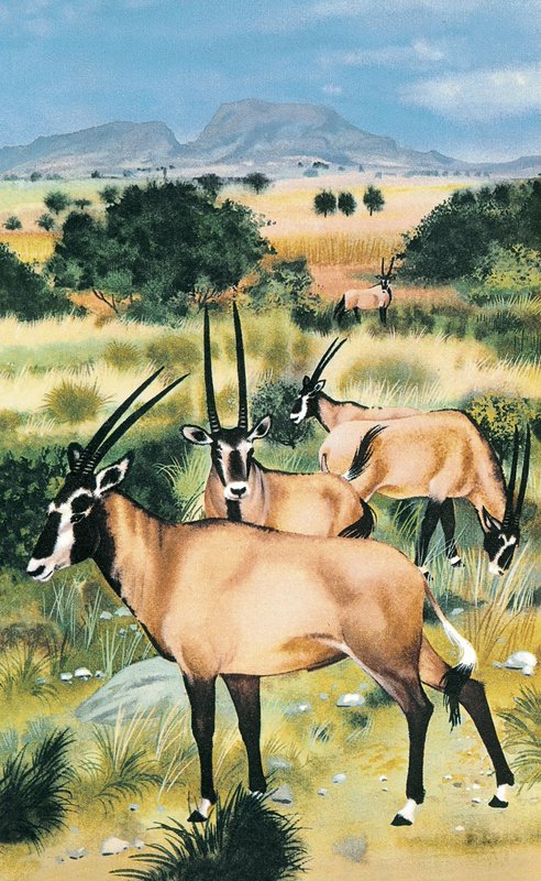 Arabisk oryx av English School