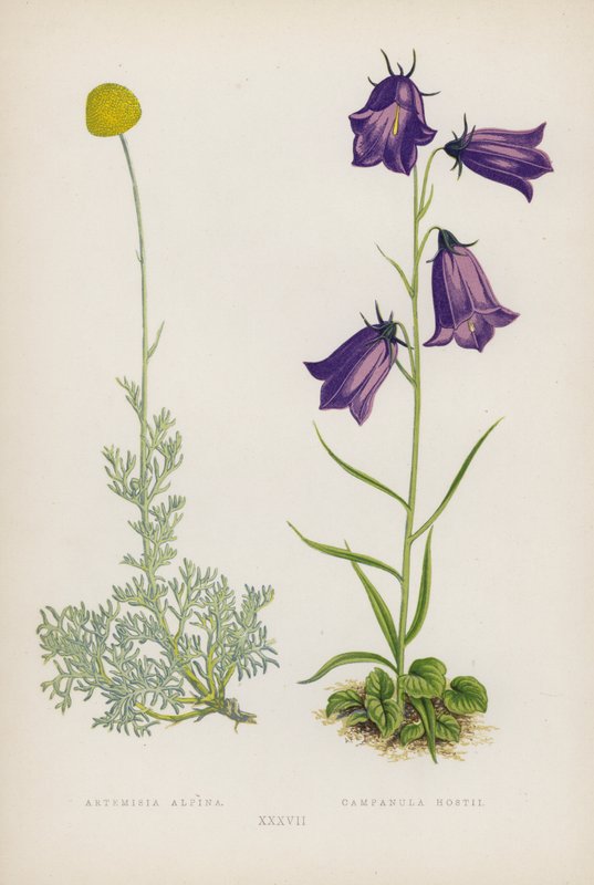 Artemisia Alpina; Campanula Hostii (färglitografi) av English School