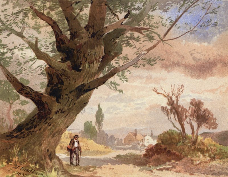 Ash by the Wayside (färg litho) av English School