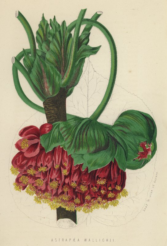 Astrapaea Vallihii (kromolit) av English School