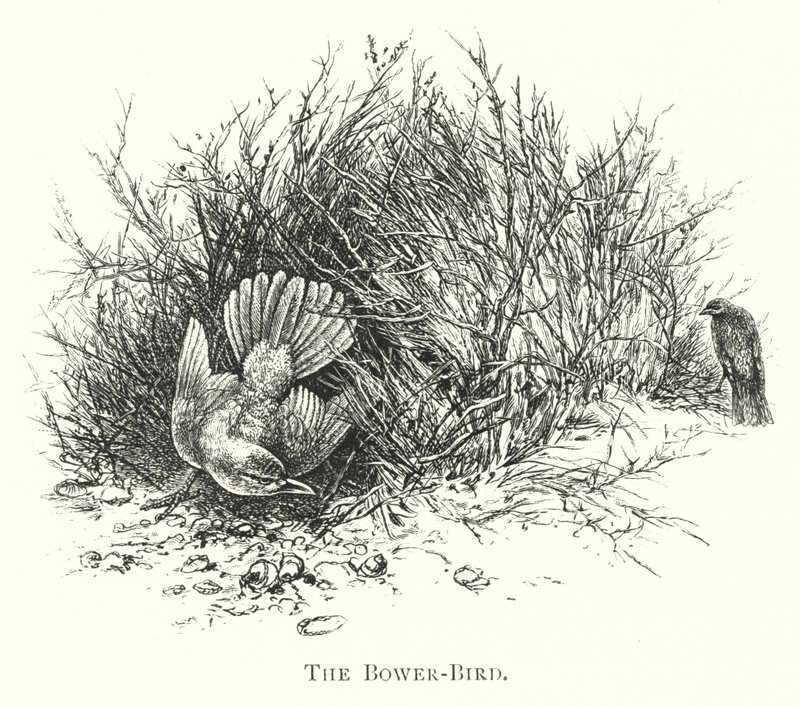 Australien: The Bower-Bird (gravyr) av English School
