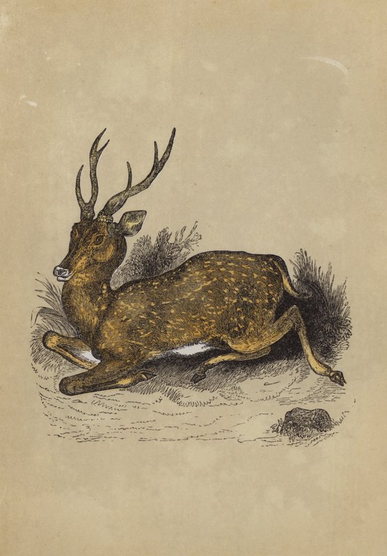 Axis Deer (färg litho) av English School