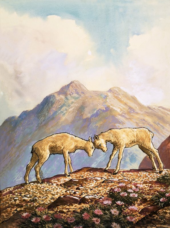 Barbary sheepswed av English School