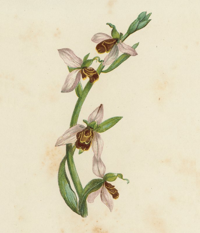 Bi-orkidé, Ophrys Apifera (färglitografi) av English School