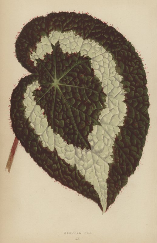 Begonia Rex av English School