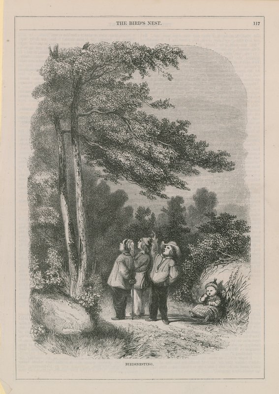 Fågelholkning av English School