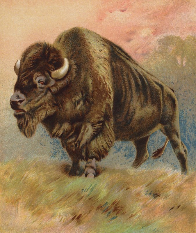Bison (färglitografi) av English School