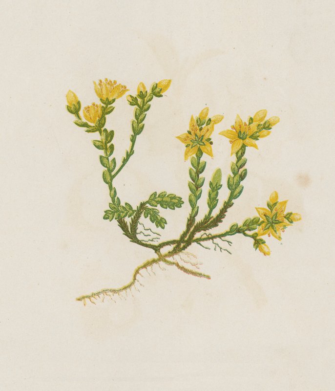 Bitande stensöta, Sedum Acre (färglitografi) av English School