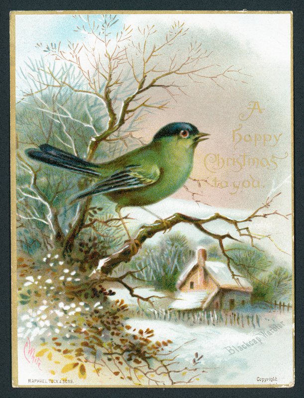 Blackcap sångare, julkort av English School