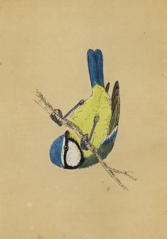 Blåmes (färg litho) av English School