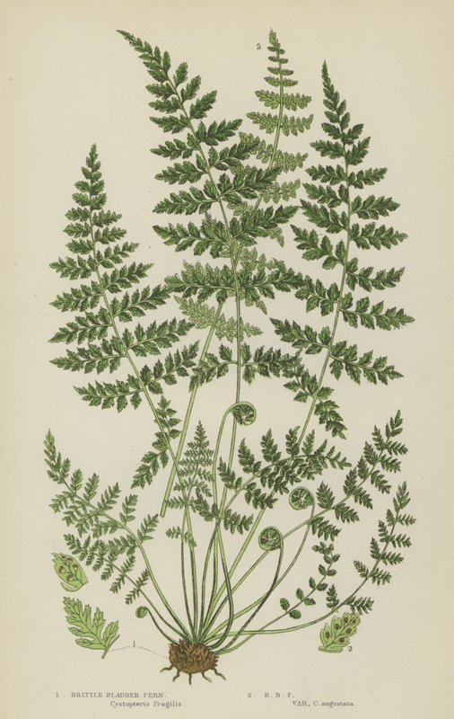 Brittle Bladder Fern (färg litho) av English School