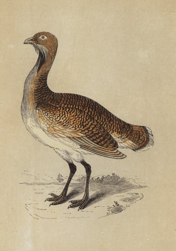 Bustard (färglitografi) av English School