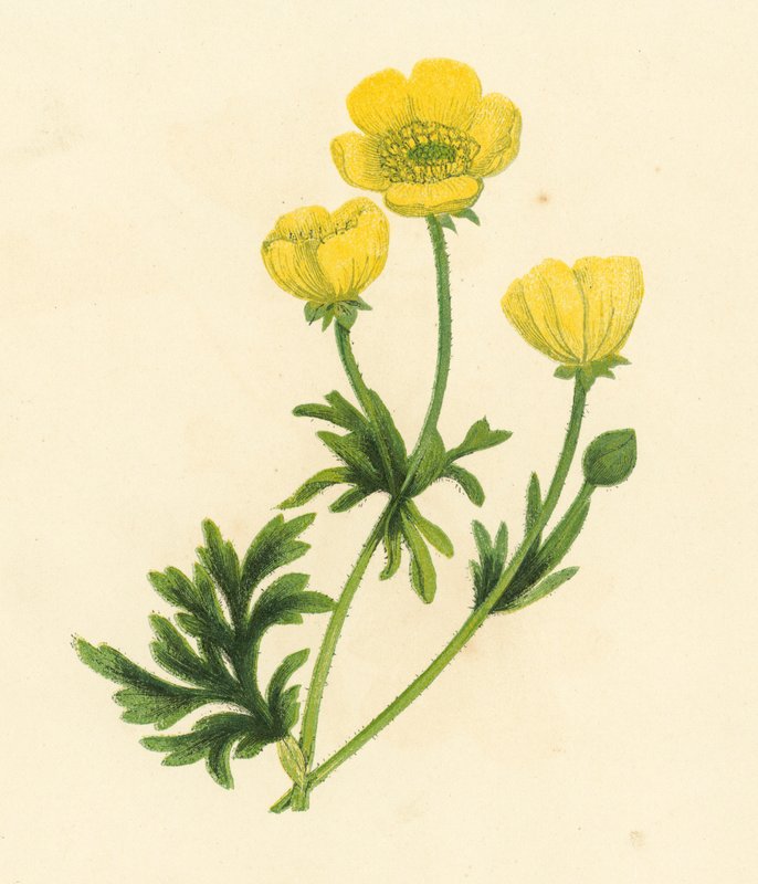 Smörblomma, Ranunculus Bulbosus (färg litho) av English School