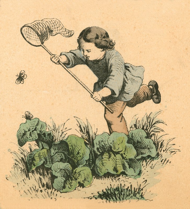 Butterflying av English School
