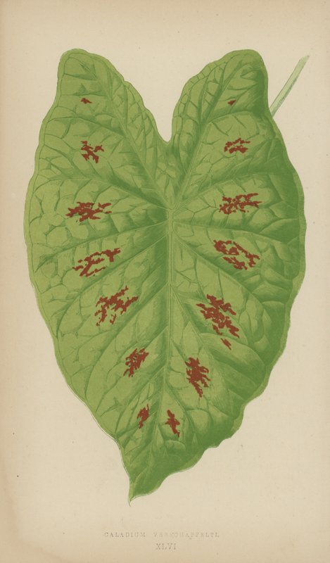 Caladium Verschaffelti av English School