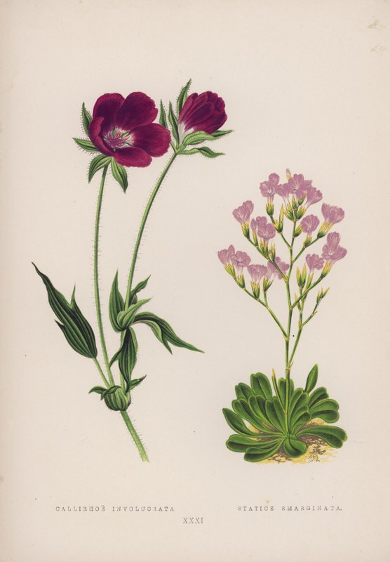 Callirhoe Involucrata; Statice Emarginata (färg litho) av English School