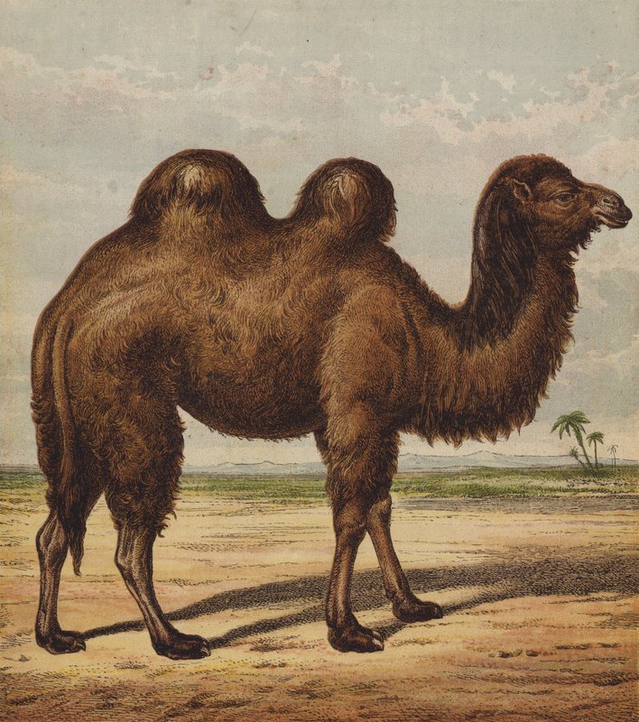 Kamel (färg litho) av English School