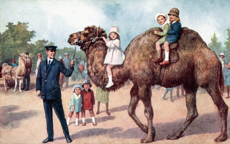 Kamel som bär barn, London Zoo (färg litho) av English School