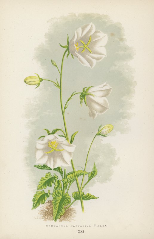 Campanula Carpatica B Alba (färg litho) av English School