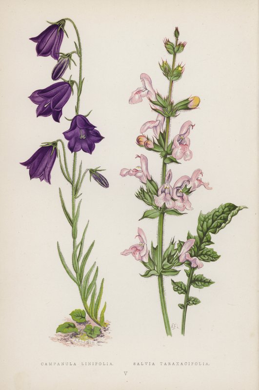 Campanula Linifolia; Salvia Taraxacifolia (färg litho) av English School
