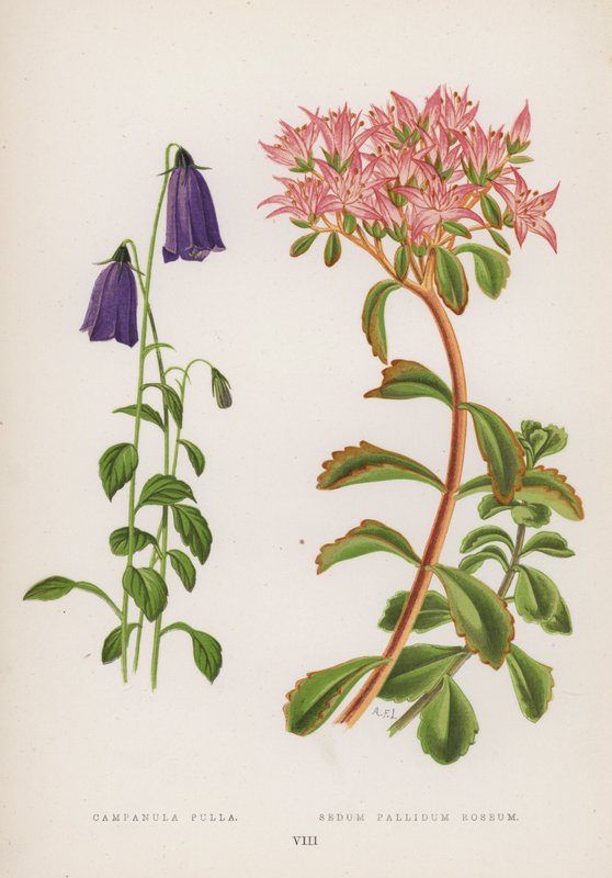 Campanula Pulla; Sedum Pallidum Roseum (färg litho) av English School