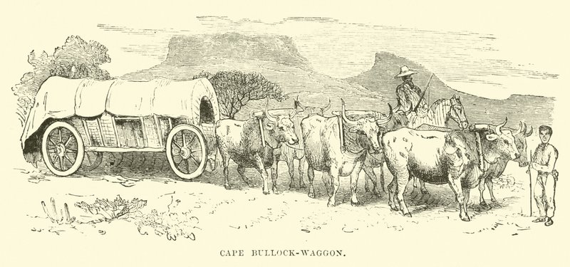 Cape Bullock-vagn av English School