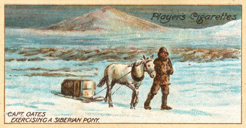Kapten Oates tränar en sibirisk ponny (chromolitho) av English School