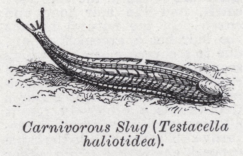 Köttätande snigel, Testacella haliotidea (litho) av English School