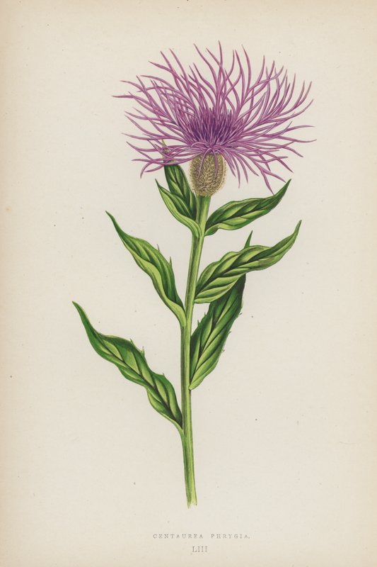 Centaurea Phrygia (färglitografi) av English School