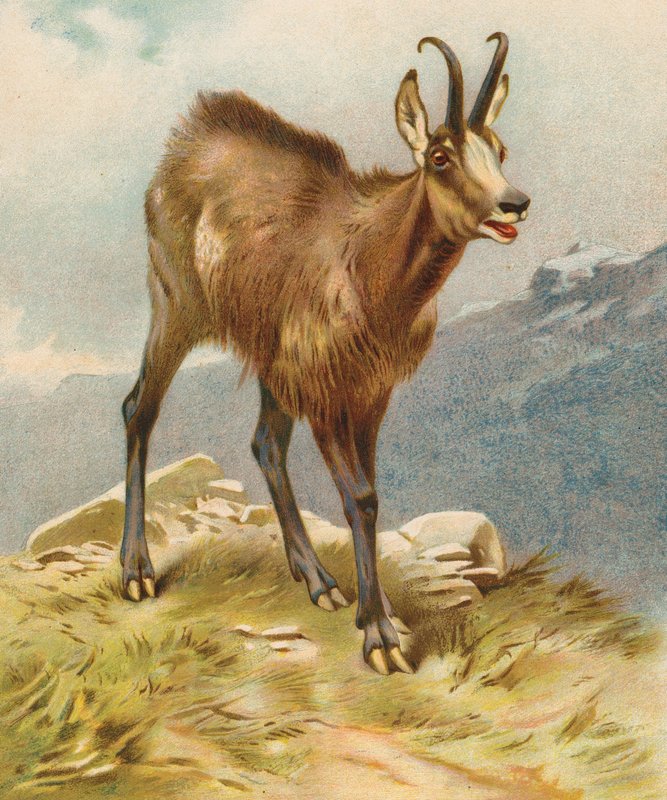 Chamois (färglitografi) av English School