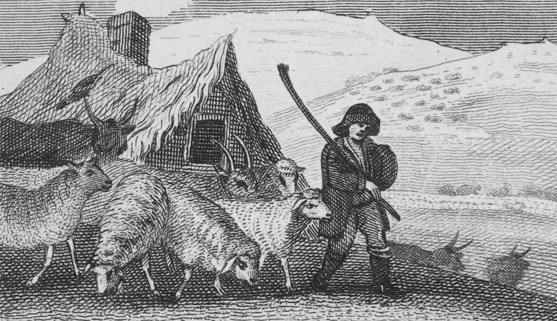 Cheviot herdehundar (gravyr) av English School