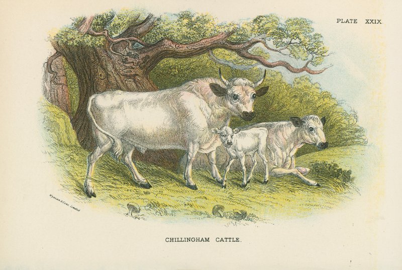 Chillingham boskap av English School