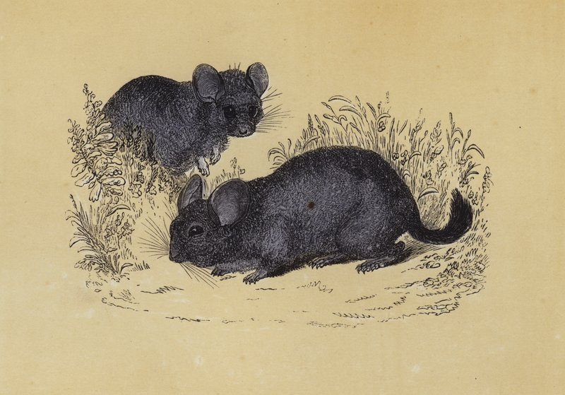 Chinchilla (färglitografi) av English School