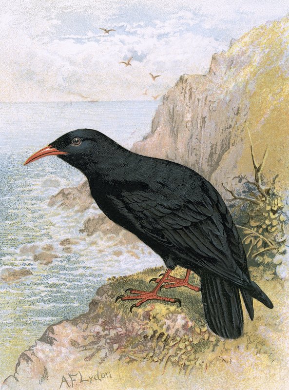 Choughswed av English School