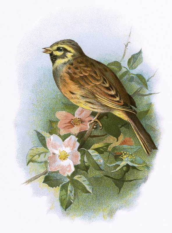 Cirl Bunting av English School