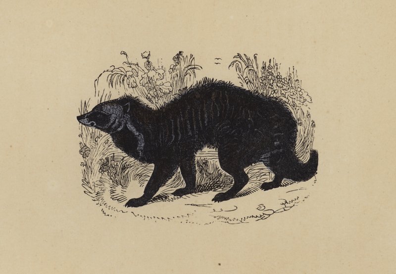 Civet (färglitografi) av English School