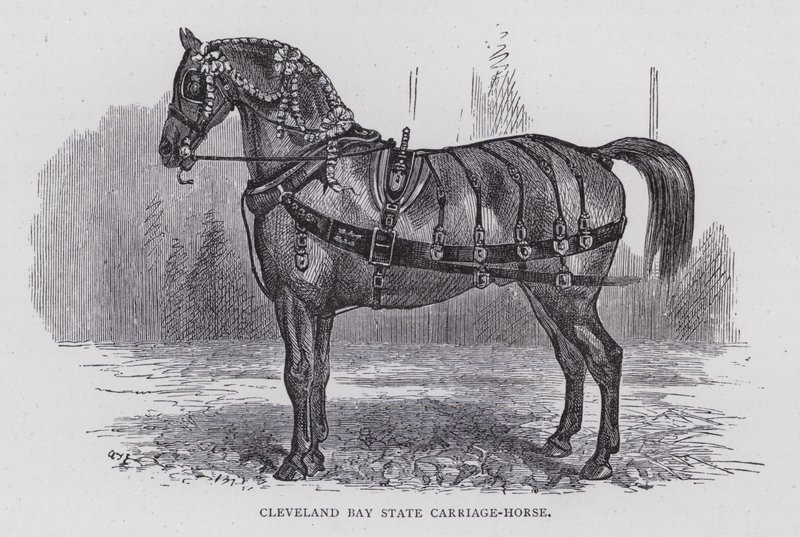 Cleveland Bay State Carriage-Horse (gravyr) av English School