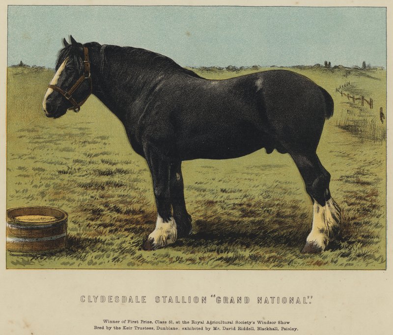Clydesdale Stallion "Grand National" (litho i färg) av English School