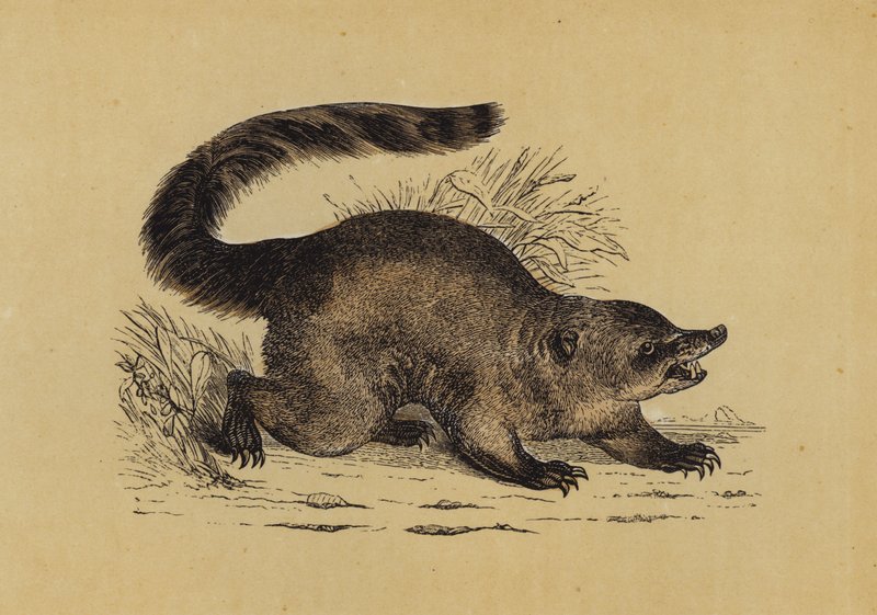 Coati (färglitografi) av English School