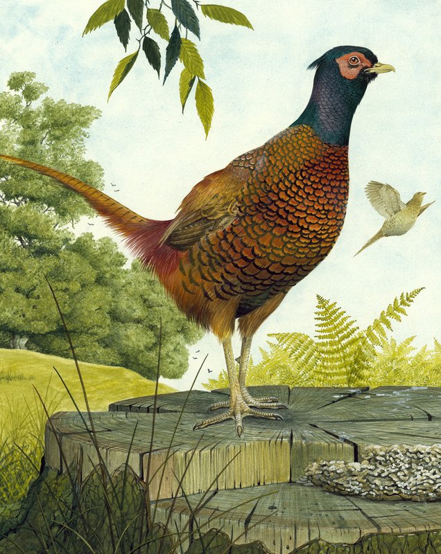 Cock Fasan av English School