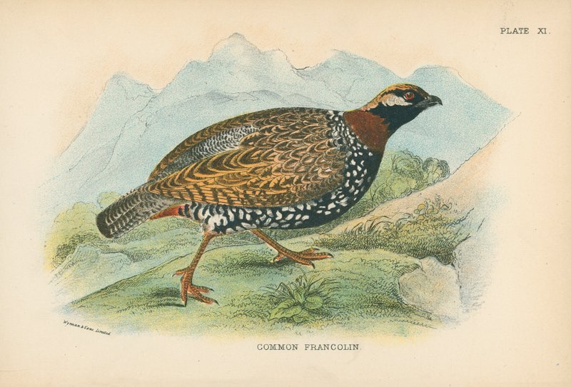 Vanlig Francolin av English School