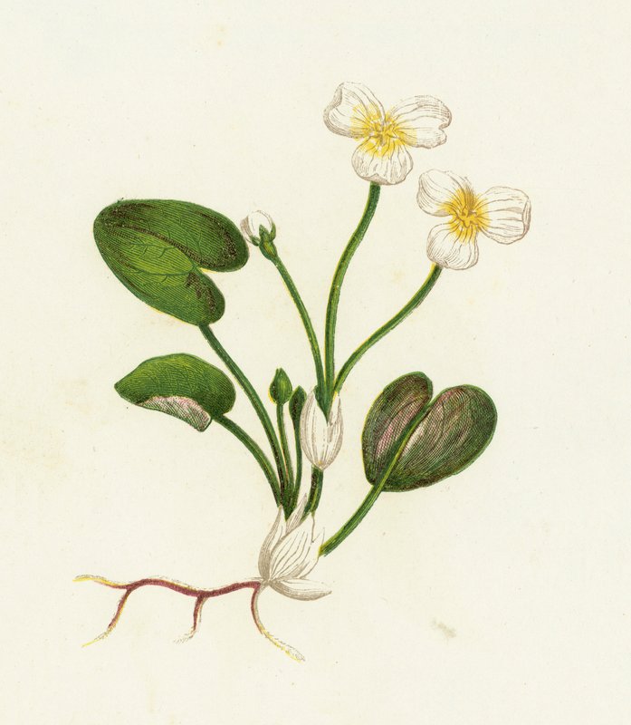 Grodbett, Hydrocharis bettgroda av English School