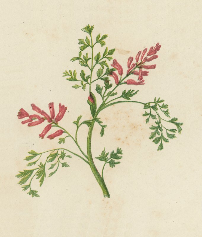 Fumitory, Fumaria Officinalis (färg litho) av English School