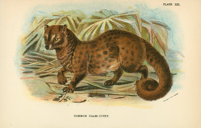 Vanlig Palm-civet av English School
